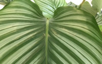 Why clean beauty matters